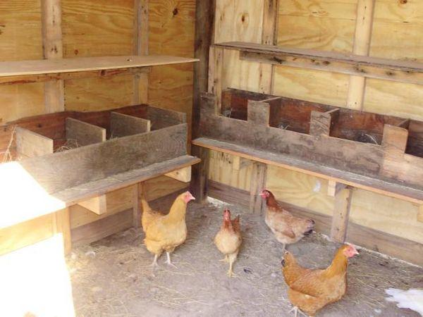 Chicken coop nests