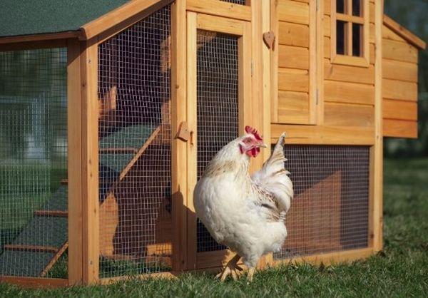 gallinero en el campo