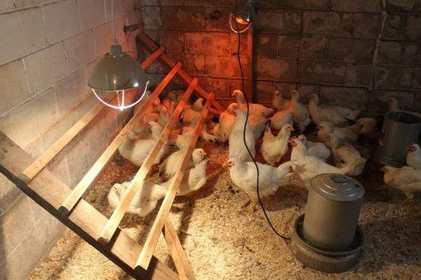 heating chicks