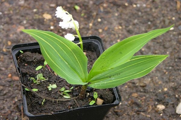 propagation of cuttings