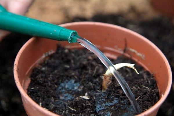 watering the land