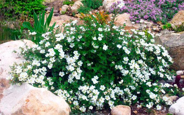 shrub cinquefoil