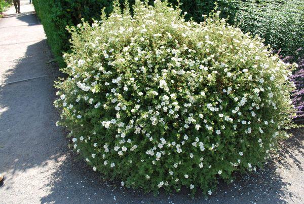 Arbusto de potentilla