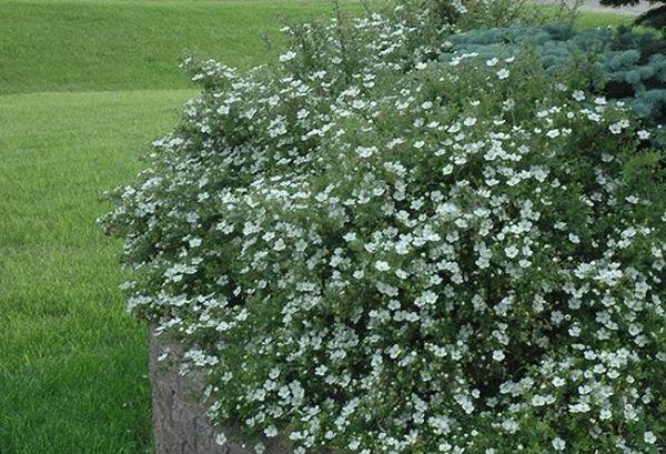 Potentilla dans le jardin