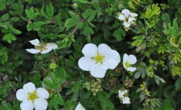 care for cinquefoil