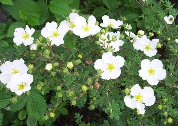 white cinquefoil