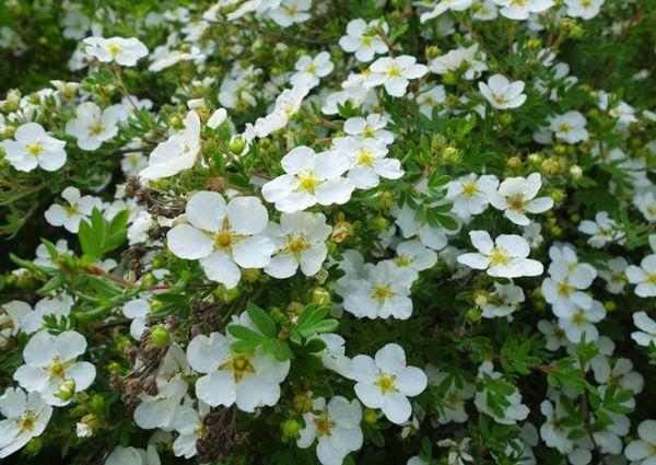 Flores blancas