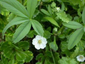 Plantación y cuidado del cinquefoil blanco en campo abierto, cultivo y reproducción.