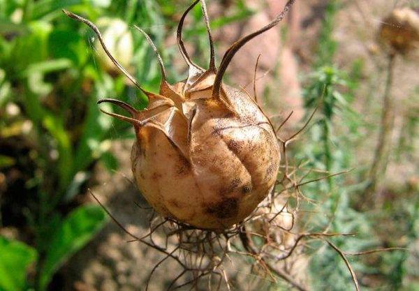 Semillas de potentilla