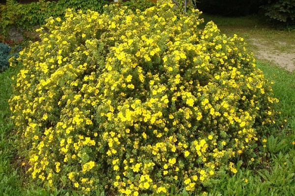 yellow shrub