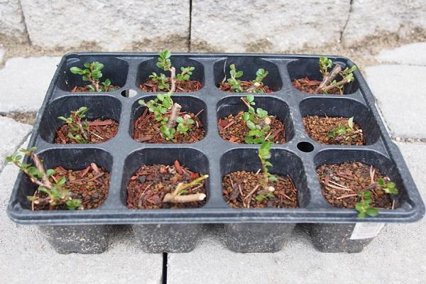 seeds in a box