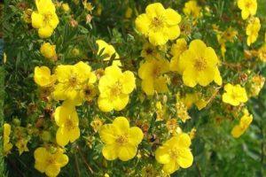 Beskrivelse af Potentilla-sorter Goldfinger, plantnings- og plejebestemmelser