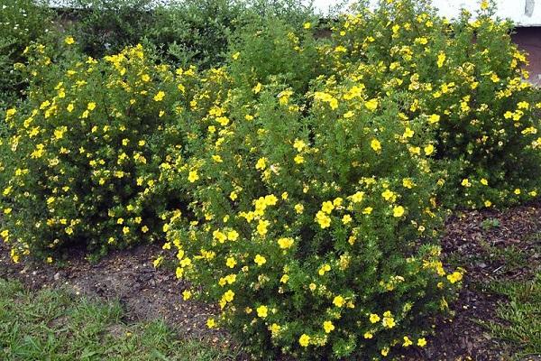 Crecimiento Potentilla