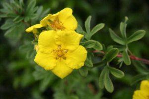 Description of Potentilla shrub Goldstar, planting and care