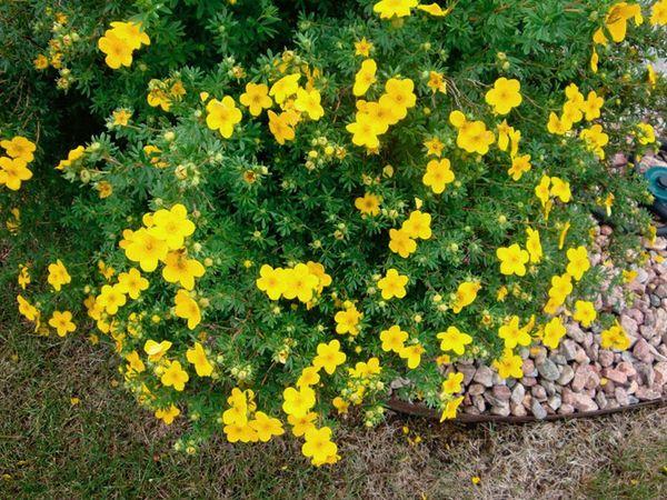 buisson de fleurs