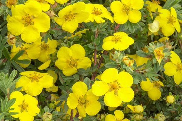 kvetoucí Potentilla