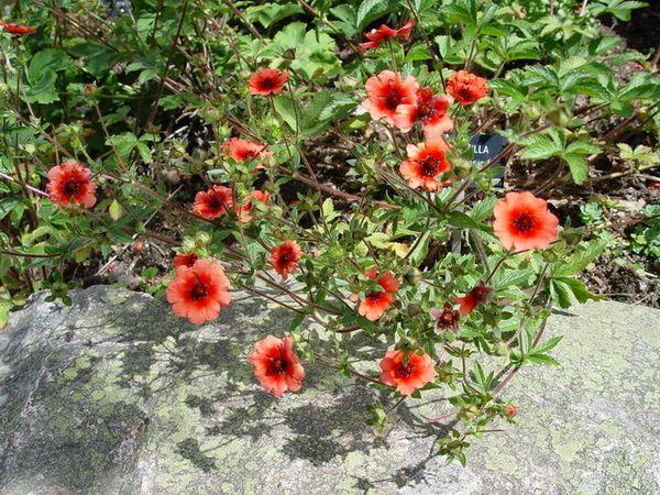 cinquefoil perenne