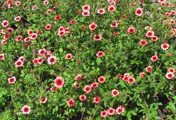 Potentilla Bush