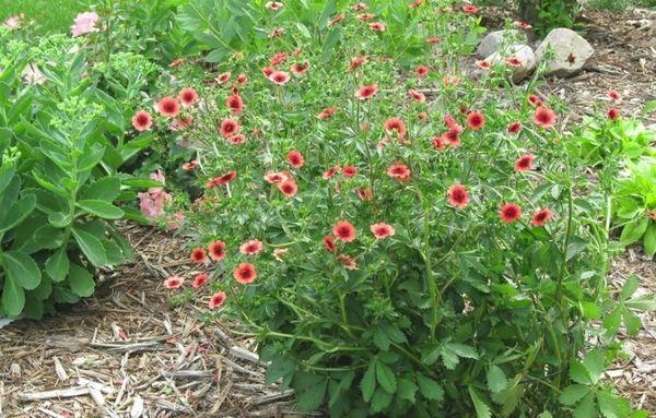 Cinquefoil en el jardín