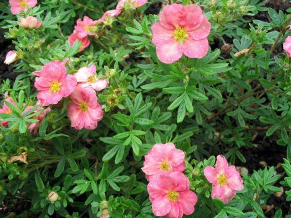 cuidar cinquefoil