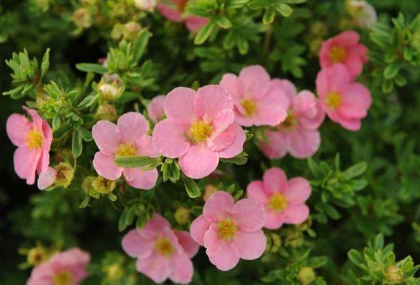 Cinquefoil rosa