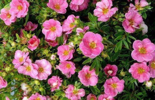 Potentilla bush