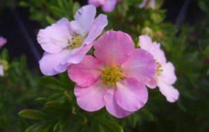 Description et caractéristiques de Potentilla de la variété Princess, plantation et entretien