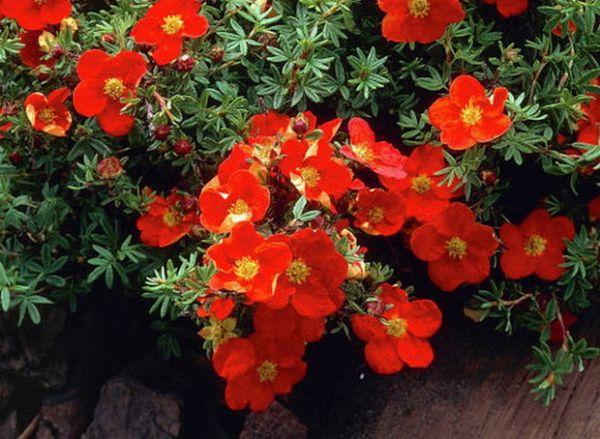 Arbusto cinquefoil