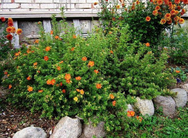 fleurs dans le jardin