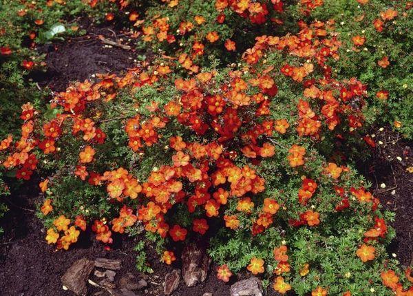 flores de arbusto