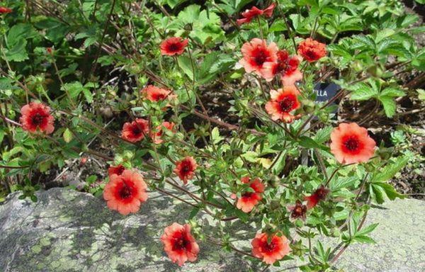 Flores de Potentilla