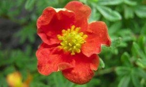 Descripción y cultivo del arbusto de Potentilla variedad Red Ice, plantación y cuidado