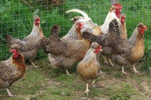 Description et caractéristiques de la race de poulet Legbar, règles d'élevage et de soins