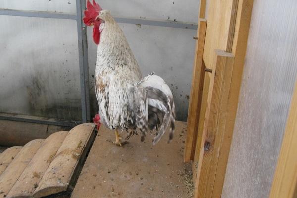 gallo en gallinero