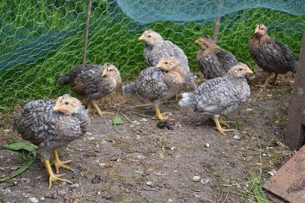 young chicks