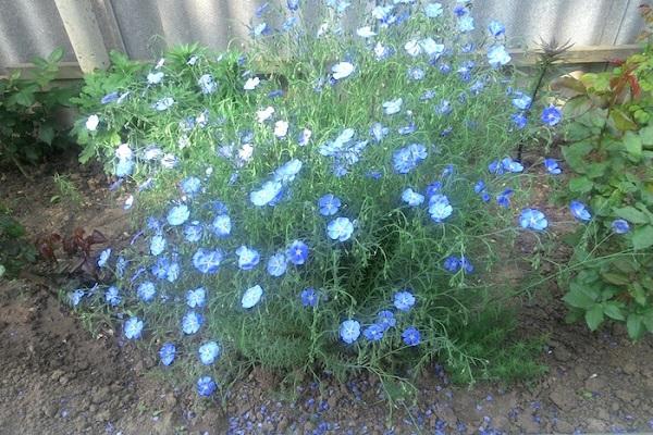 perennial flax