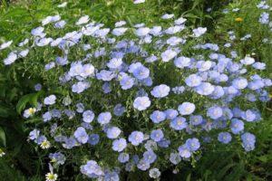 Planting and caring for perennial flax in the open field, growing from seeds