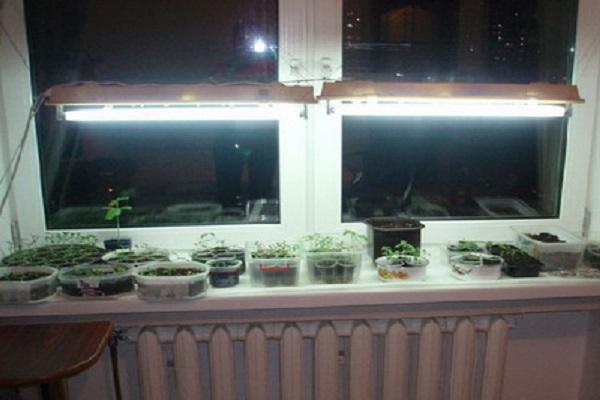 flax in containers