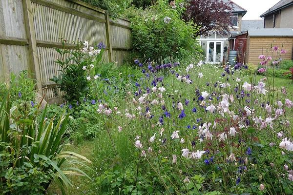 plantes dans le parterre de fleurs