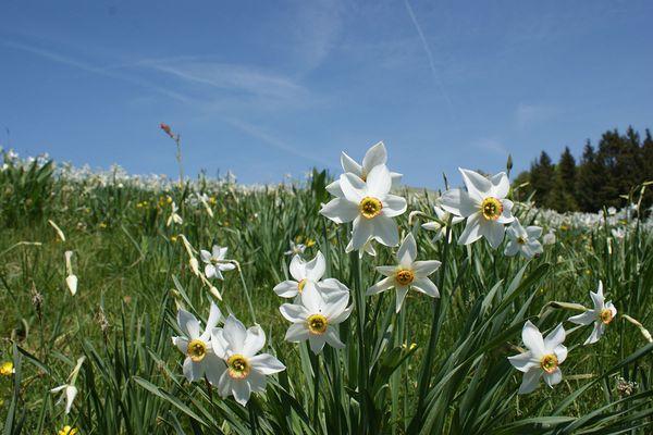 Poetický narcis