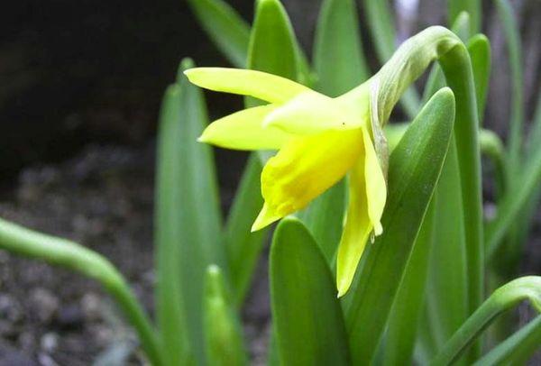 Cyclamen narcis