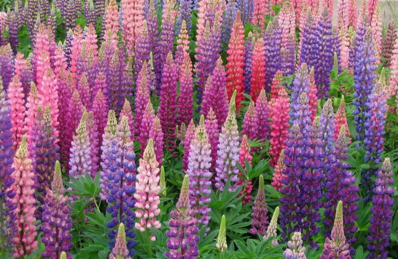 lupine is beautiful