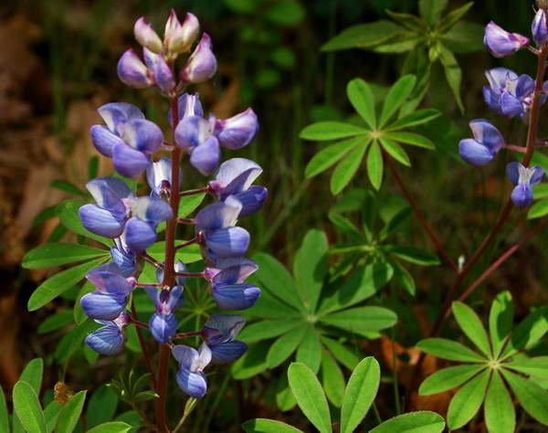 fleurs dans le jardin