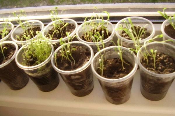 growing seedlings