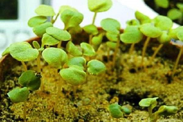 hardening of seedlings