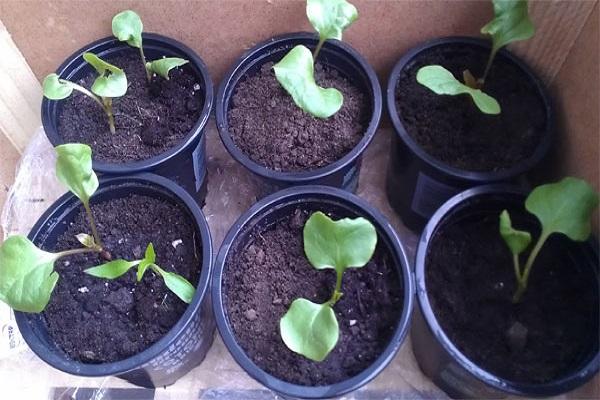 germination en pot