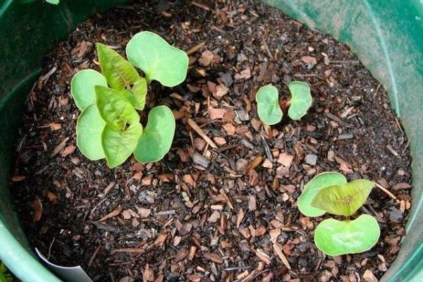 brotes de plántulas