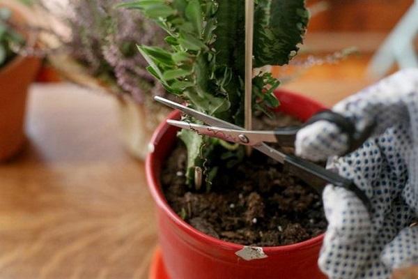 pruning milkweed