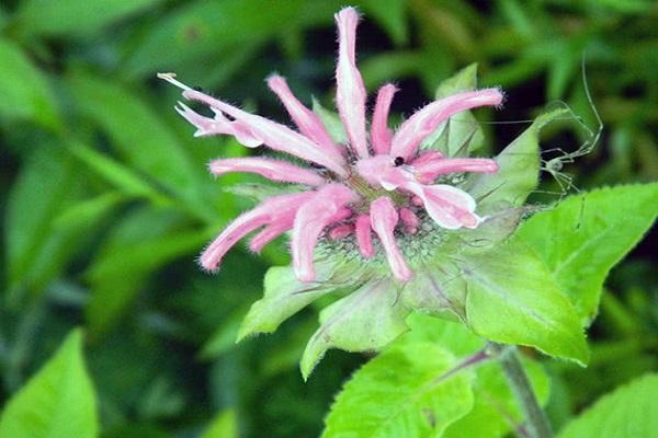 monard en fleurs