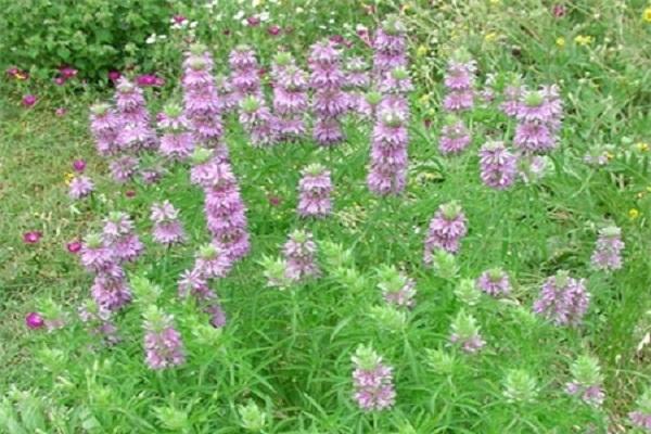 cítricos monarda